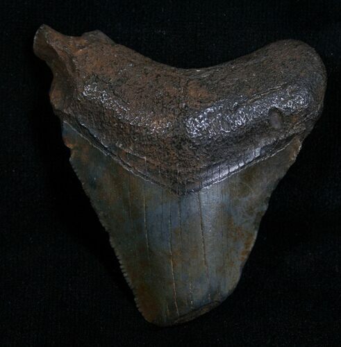 Bargain Megalodon Tooth - Florida #5459